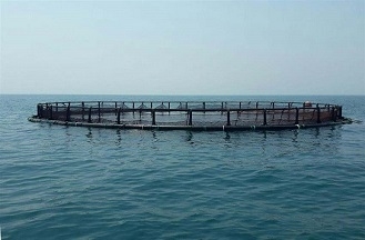 نصب تورهای قفس پرورش ماهی تولیدی جهاددانشگاهی واحد صنعتی امیرکبیر در سواحل قشم